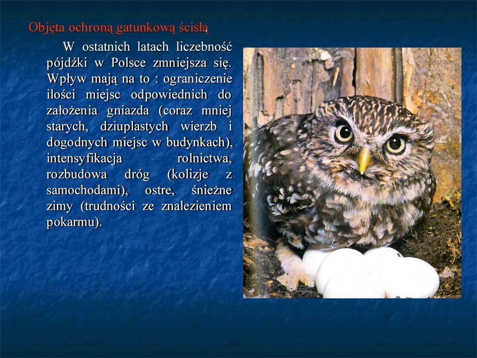 wierzb i dogodnych dogodnych miejsc miejsc w w budynkach), budynkach), intensyfikacja rolnictwa, intensyfikacja rolnictwa,