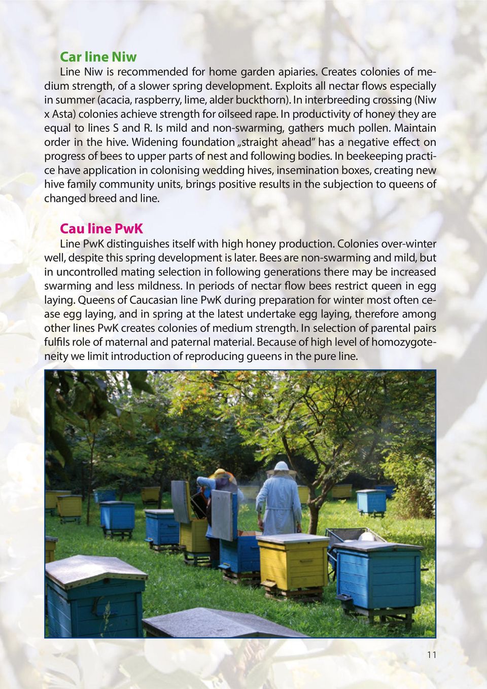 In productivity of honey they are equal to lines S and R. Is mild and non-swarming, gathers much pollen. Maintain order in the hive.