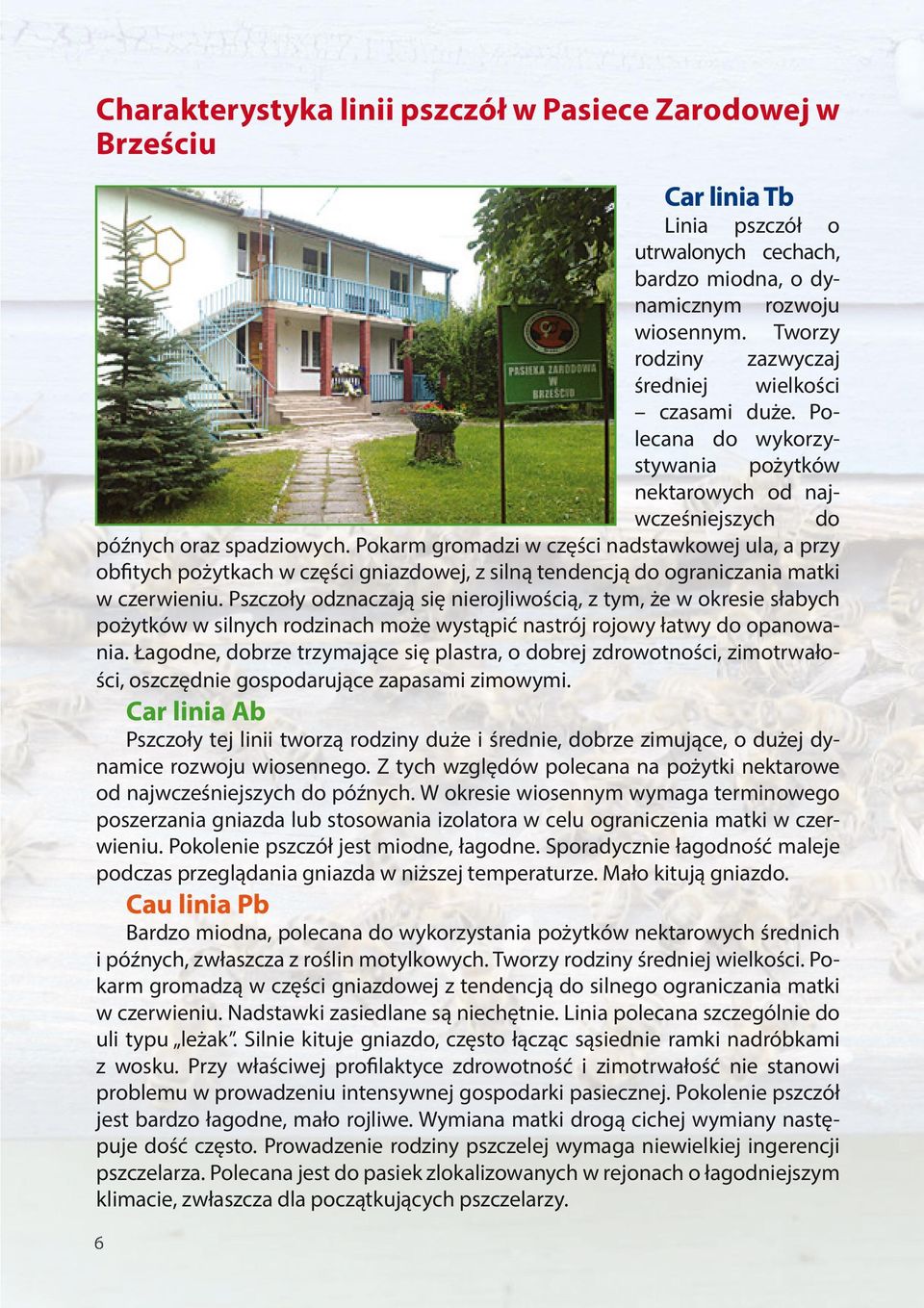 Pokarm gromadzi w części nadstawkowej ula, a przy obfitych pożytkach w części gniazdowej, z silną tendencją do ograniczania matki w czerwieniu.
