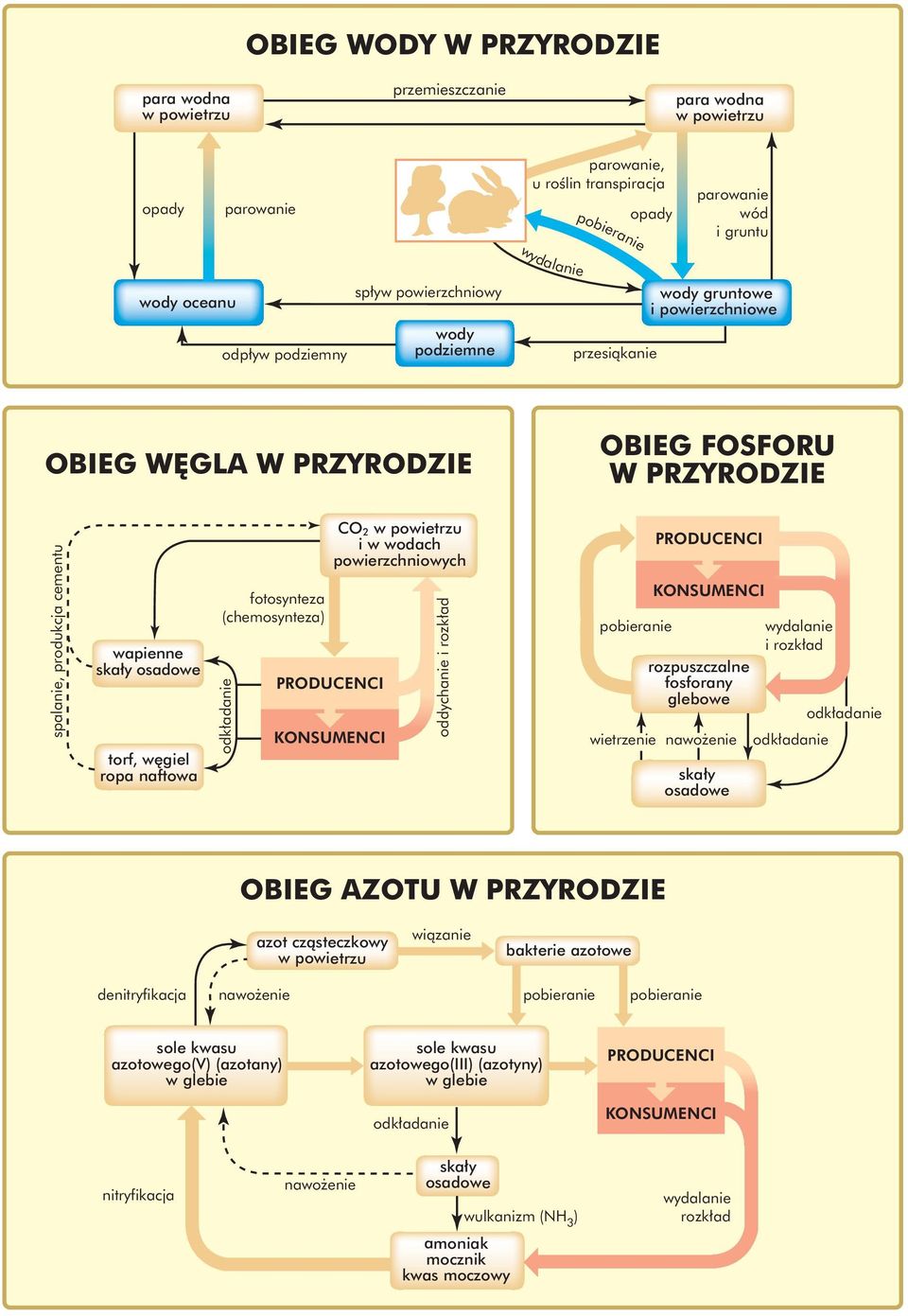 giel ropa naftowa fotosynteza (chemosynteza) CO 2 w powietrzu i w wodach powierzchniowych PRODUCENCI KONSUMENCI oddychanie i rozk ad wietrzenie PRODUCENCI KONSUMENCI rozpuszczalne fosforany glebowe