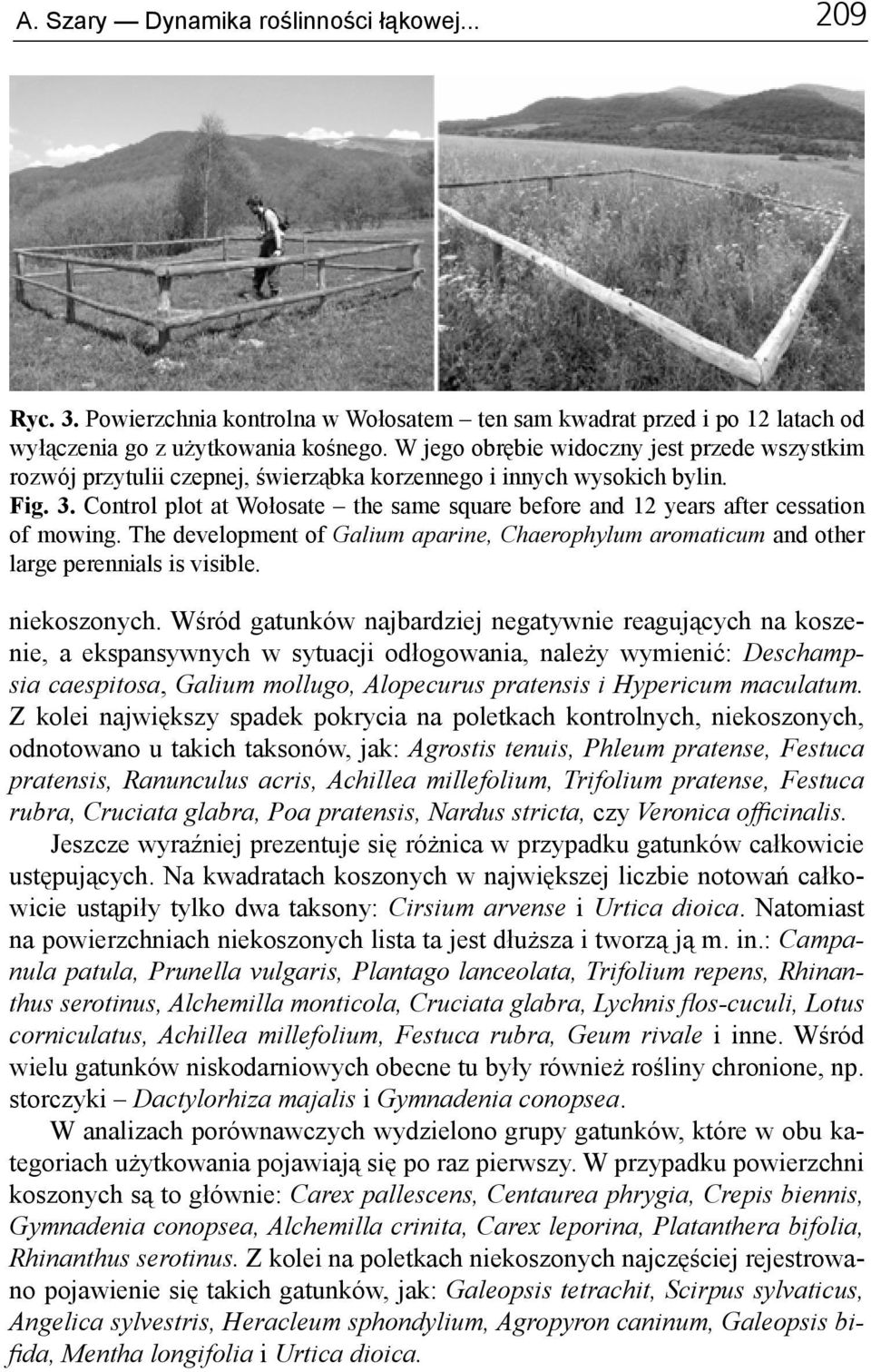 Control plot at Wołosate the same square before and 12 years after cessation of mowing. The development of Galium aparine, Chaerophylum aromaticum and other large perennials is visible. niekoszonych.