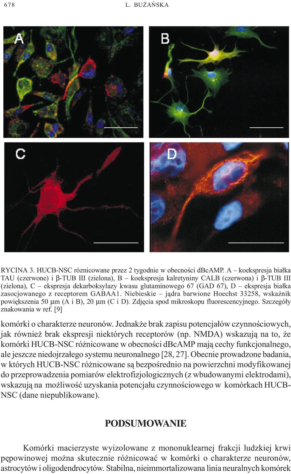 bia³ka zasocjowanego z receptorem GABAA1. Niebieskie j¹dra barwione Hoechst 33258, wskaÿnik powiêkszenia 50 µm (A i B), 20 µm (C i D). Zdjêcia spod mikroskopu fluorescencyjnego.
