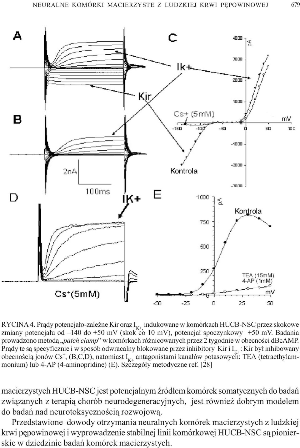 Pr¹dy te s¹ specyficznie i w sposób odwracalny blokowane przez inhibitory Kir i I K+ : Kir by³ inhibowany obecnoœci¹ jonów Cs +, (B,C,D), natomiast I K+ antagonistami kana³ów potasowych: TEA