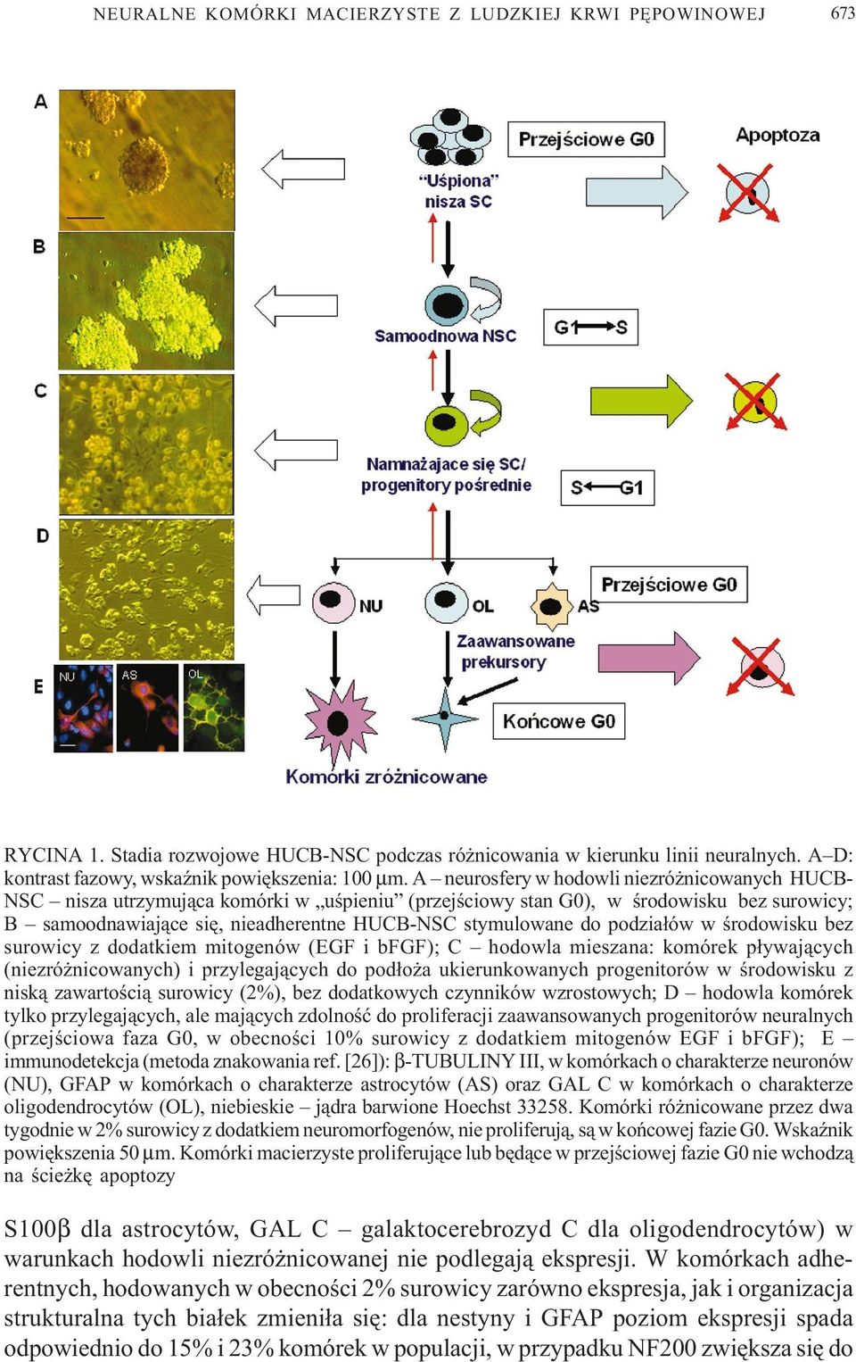 podzia³ów w œrodowisku bez surowicy z dodatkiem mitogenów (EGF i bfgf); C hodowla mieszana: komórek p³ywaj¹cych (niezró nicowanych) i przylegaj¹cych do pod³o a ukierunkowanych progenitorów w