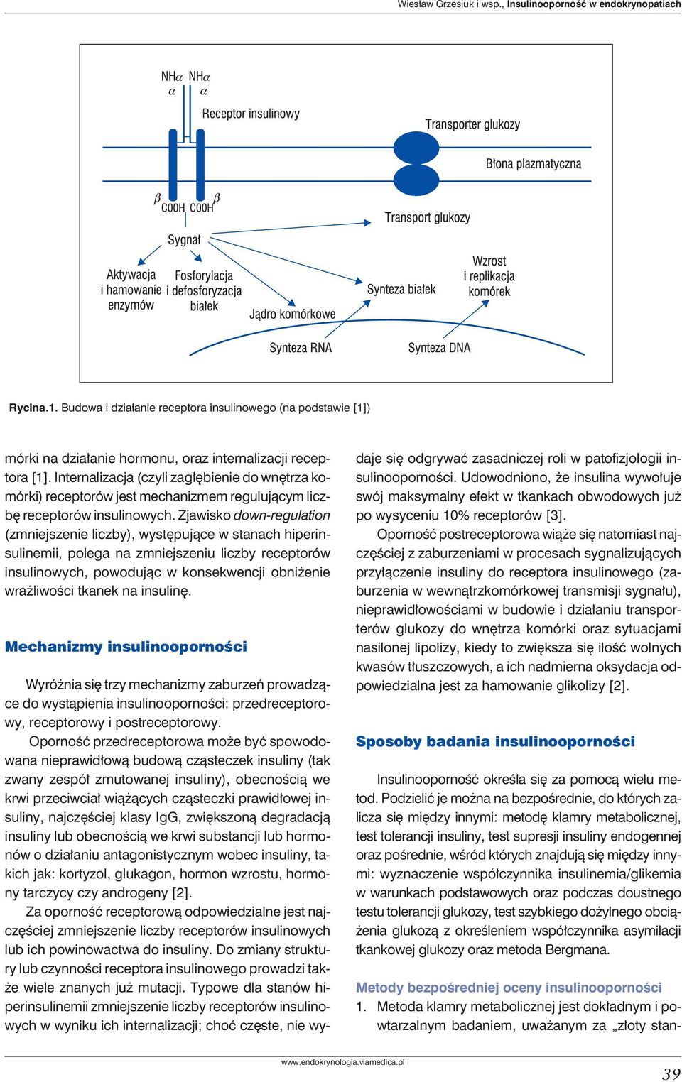 Zjawisko down-regulation (zmniejszenie liczby), występujące w stanach hiperinsulinemii, polega na zmniejszeniu liczby receptorów insulinowych, powodując w konsekwencji obniżenie wrażliwości tkanek na