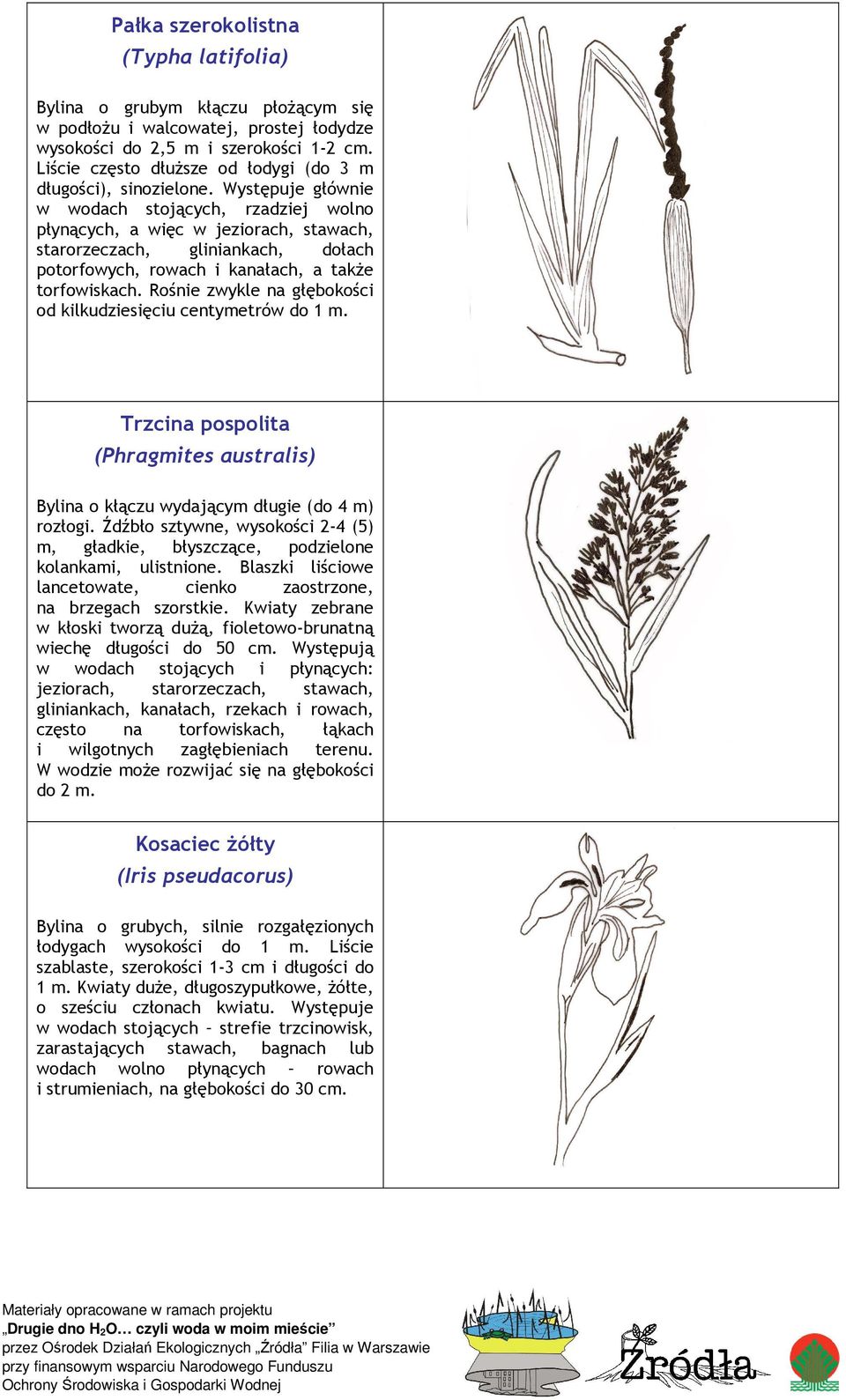Występuje głównie w wodach stojących, rzadziej wolno płynących, a więc w jeziorach, stawach, starorzeczach, gliniankach, dołach potorfowych, rowach i kanałach, a takŝe torfowiskach.