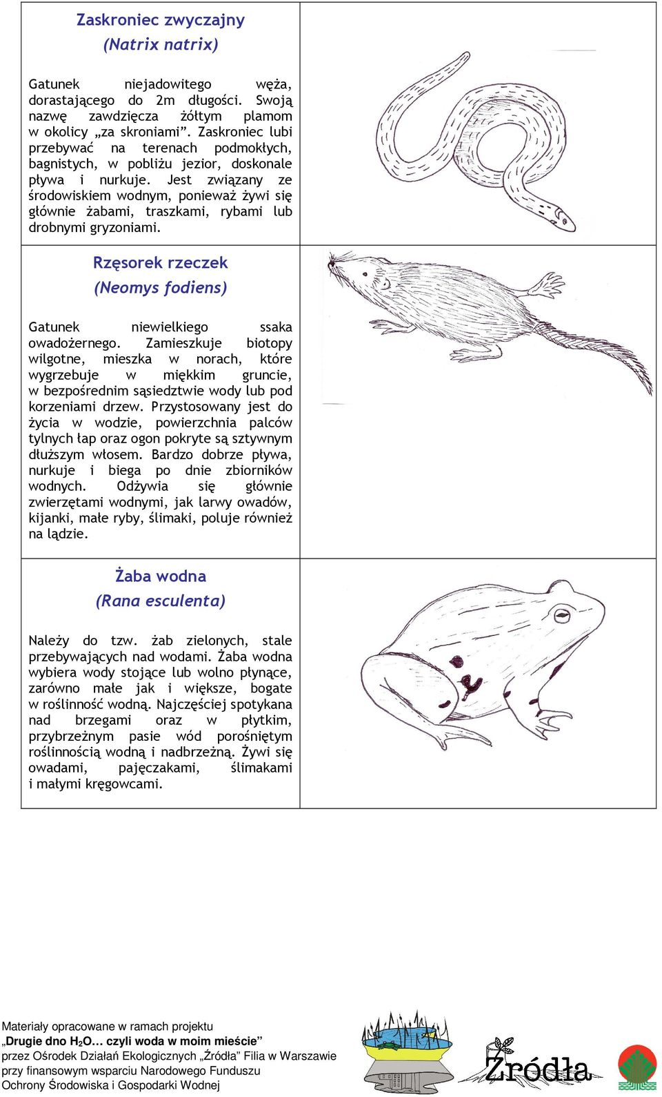Jest związany ze środowiskiem wodnym, poniewaŝ Ŝywi się głównie Ŝabami, traszkami, rybami lub drobnymi gryzoniami. Rzęsorek rzeczek (Neomys fodiens) Gatunek niewielkiego ssaka owadoŝernego.
