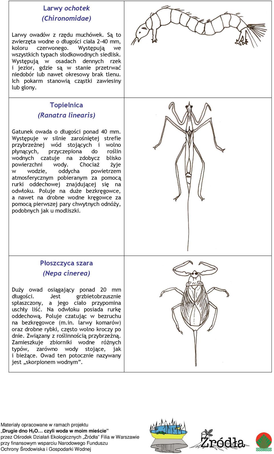 Topielnica (Ranatra linearis) Gatunek owada o długości ponad 40 mm.