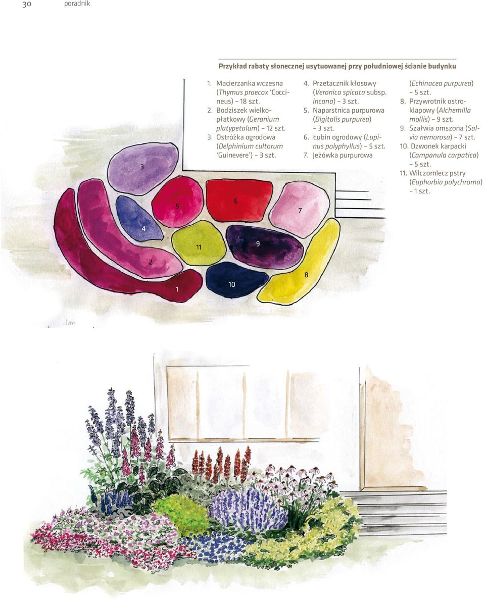 incana) 3 szt. 5. Naparstnica purpurowa (Digitalis purpurea) 3 szt. 6. Łubin ogrodowy (Lupinus polyphyllus) 5 szt. 7. Jeżówka purpurowa (Echinacea purpurea) 5 szt. 8.