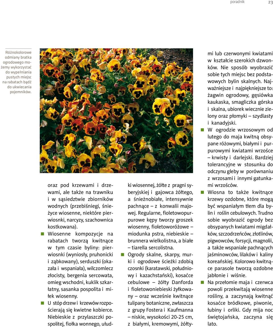 Regularne, fioletowopurpurowe kępy tworzy groszek wiosenny, fioletoworóżowe miodunka pstra, niebieskie brunnera wielkolistna, a białe tiarella sercolistna.