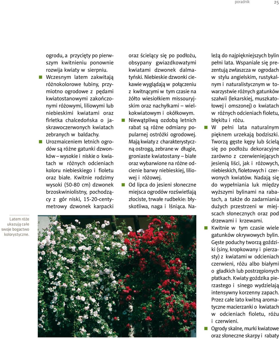 kwiatach zebranych w baldachy. Urozmaiceniem letnich ogrodów są różne gatunki dzwonków wysokie i niskie o kwiatach w różnych odcieniach koloru niebieskiego i fioletu oraz białe.