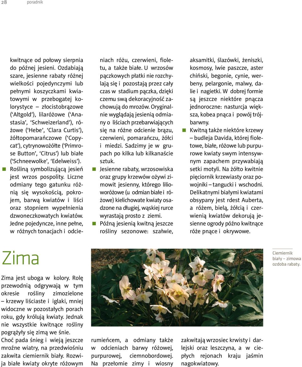 różowe ( Hebe, Clara Curtis ), żółtopomarańczowe ( Copycat ), cytrynowożółte ( Primrose Button, Citrus ) lub białe ( Schneewolke, Edelweiss ). Rośliną symbolizującą jesień jest wrzos pospolity.