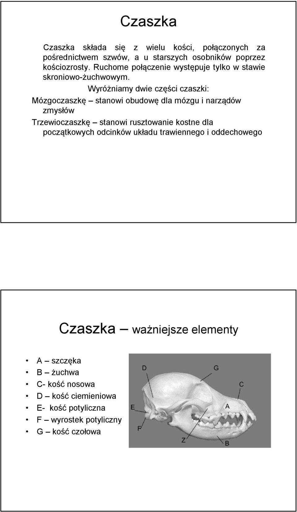 Wyróżniamy dwie części czaszki: Mózgoczaszkę stanowi obudowę dla mózgu i narządów zmysłów Trzewioczaszkę stanowi rusztowanie