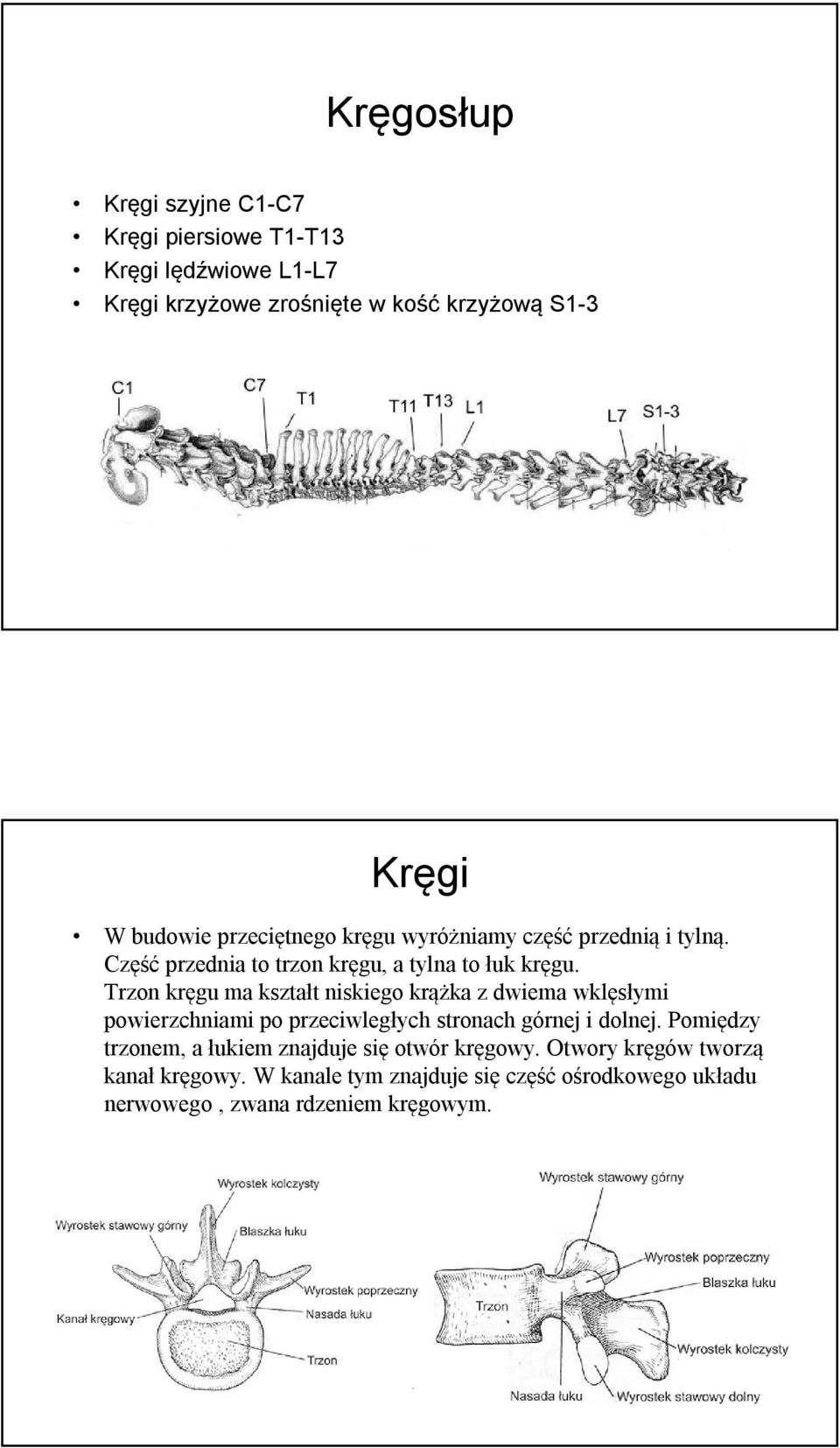 Trzon kręgu ma kształt niskiego krążka z dwiema wklęsłymi powierzchniami po przeciwległych stronach górnej i dolnej.