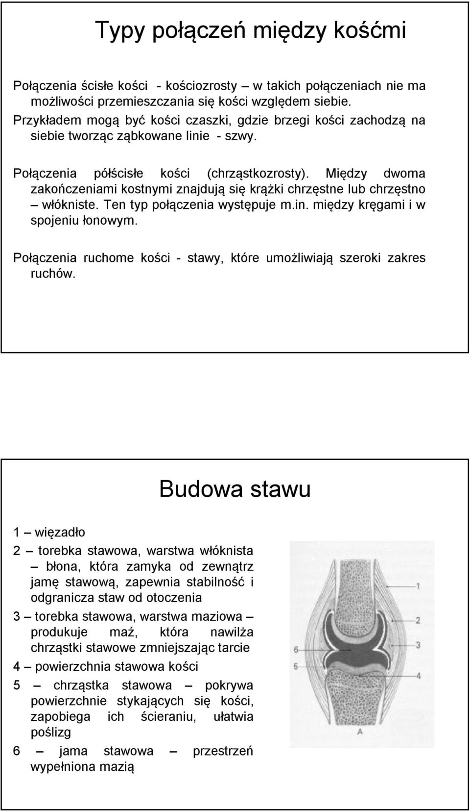 Między dwoma zakończeniami kostnymi znajdują się krążki chrzęstne lub chrzęstno włókniste. Ten typ połączenia występuje m.in. między kręgami i w spojeniu łonowym.