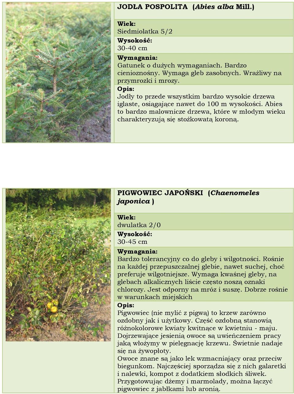PIGWOWIEC JAPOŃSKI (Chaenomeles japonica ) dwulatka 2/0 30-45 cm Bardzo tolerancyjny co do gleby i wilgotności. Rośnie na każdej przepuszczalnej glebie, nawet suchej, choć preferuje wilgotniejsze.
