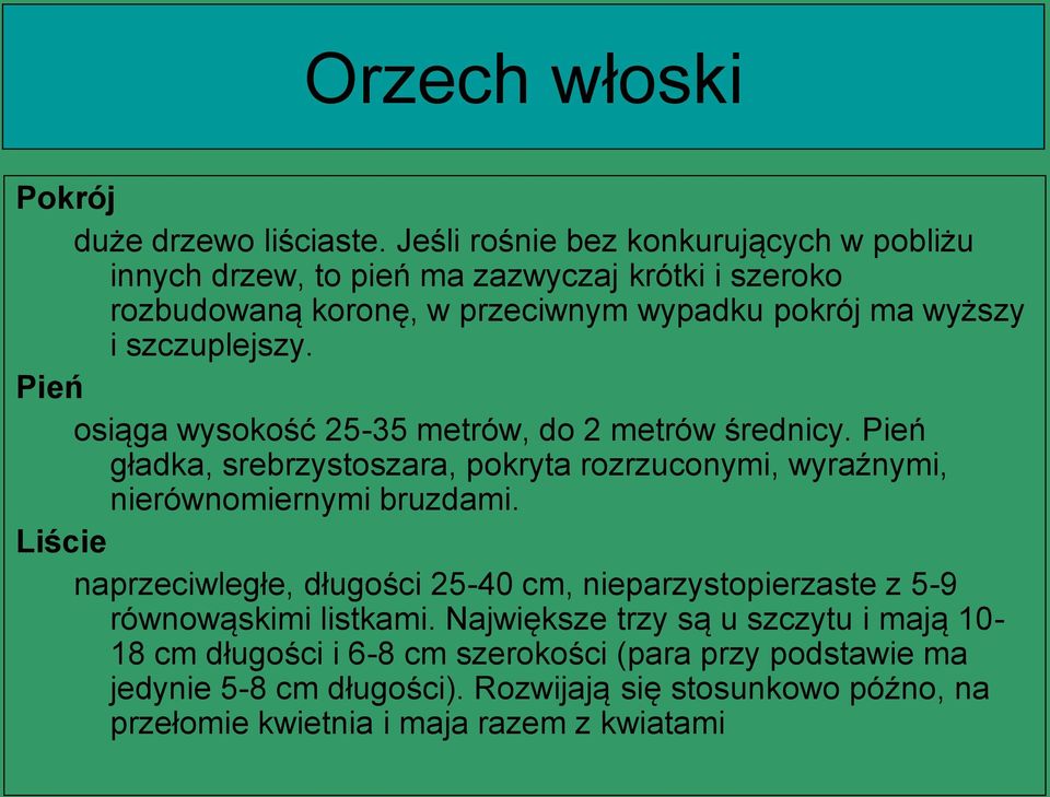 szczuplejszy. Pień osiąga wysokość 25-35 metrów, do 2 metrów średnicy. Pień gładka, srebrzystoszara, pokryta rozrzuconymi, wyraźnymi, nierównomiernymi bruzdami.