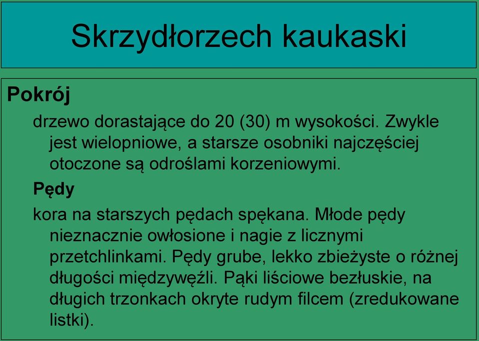 Pędy kora na starszych pędach spękana.