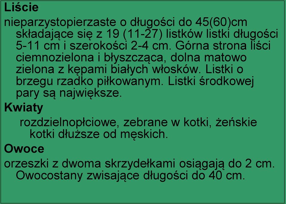 Listki o brzegu rzadko piłkowanym. Listki środkowej pary są największe.