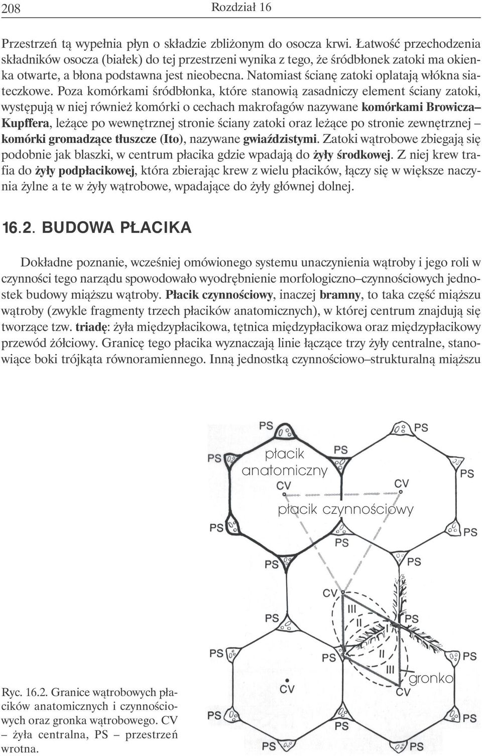 Natomiast ścianę zatoki oplatają włókna siateczkowe.