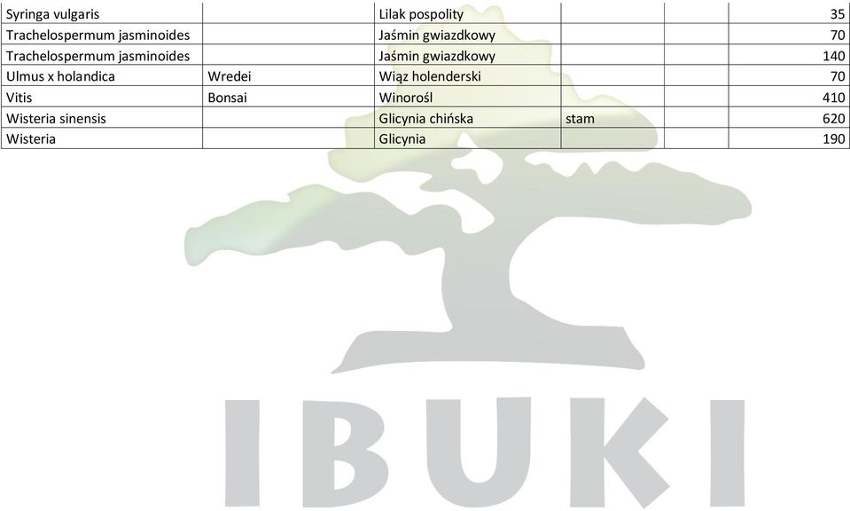 140 Ulmus x holandica Wredei Wiąz holenderski 70 Vitis Bonsai