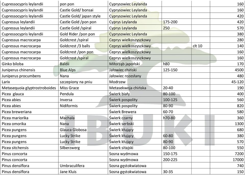 Leylanda 380 Cupressus macrocarpa Goldcrest /spiral Ceprys wielkoszyszkowy 280 Cupressus macrocarpa Goldcrest /3 balls Ceprys wielkoszyszkowy clt 10 140 Cupressus macrocarpa Goldcrest /pon pon Ceprys