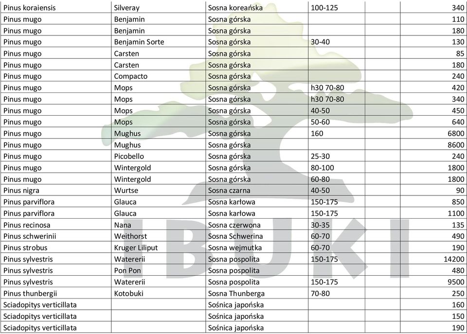 górska 40-50 450 Pinus mugo Mops Sosna górska 50-60 640 Pinus mugo Mughus Sosna górska 160 6800 Pinus mugo Mughus Sosna górska 8600 Pinus mugo Picobello Sosna górska 25-30 240 Pinus mugo Wintergold