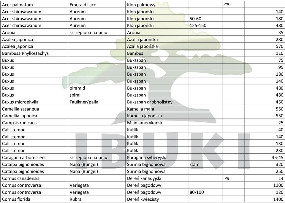Bukszpan 140 Buxus piramid Bukszpan 480 Buxus spiral Bukszpan 480 Buxus microphylla Faulkner/palla Bukszpan drobnolistny 450 Camellia sasanqua Kamelia mała 550 Camellia japonica Kamelia japooska 550