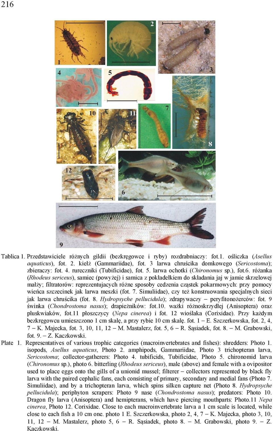 różanka (Rhodeus sericeus), samiec (powyżej) i samica z pokładełkiem do składania jaj w jamie skrzelowej małży; filtratorów: reprezentujacych różne sposoby cedzenia cząstek pokarmowych: przy pomocy