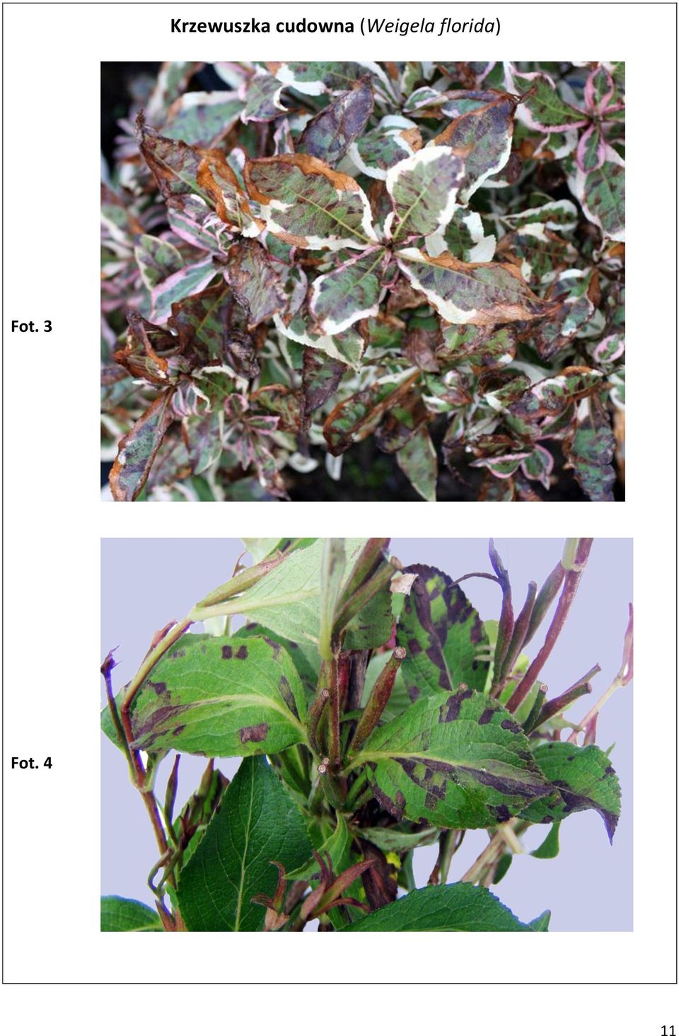 (Weigela