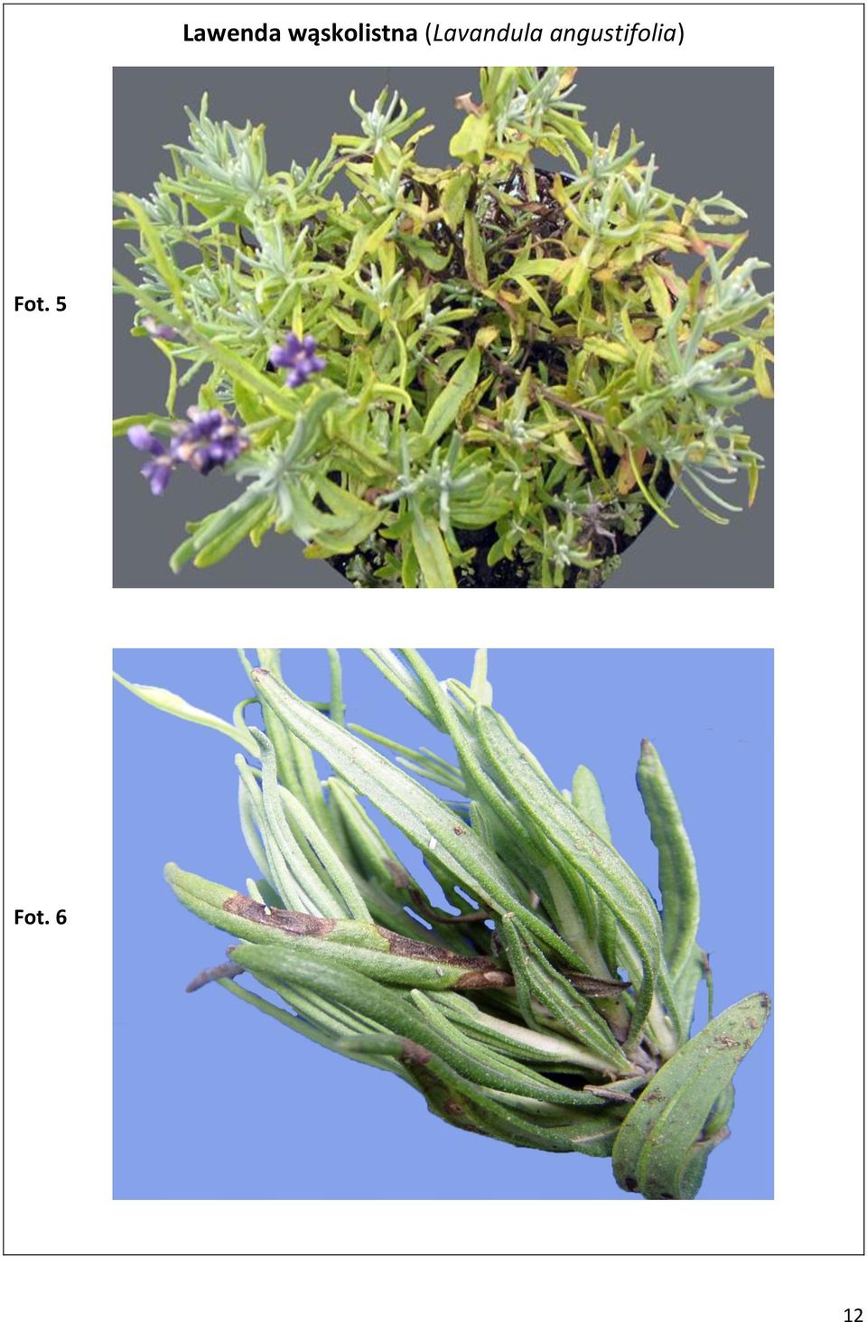 (Lavandula