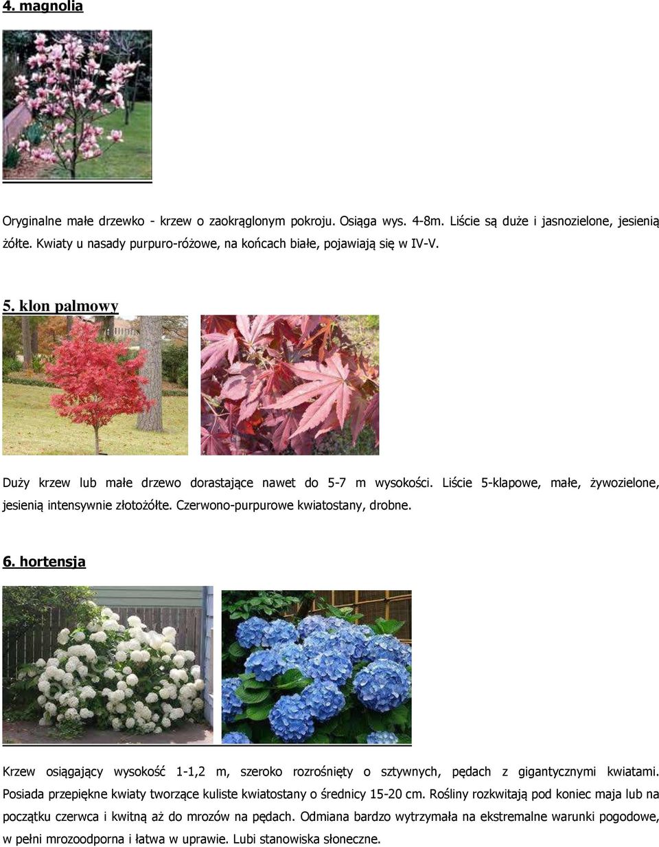 Liście 5-klapowe, małe, żywozielone, jesienią intensywnie złotożółte. Czerwono-purpurowe kwiatostany, drobne. 6.