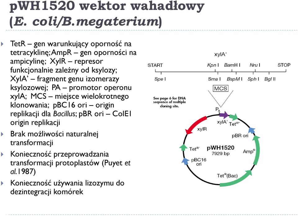 ksylozy; XylA fragment genu izomerazy ksylozowej; PA promotor operonu xyla; MCS miejsce wielokrotnego klonowania; pbc16 ori origin