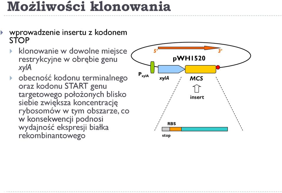 targetowego położonych blisko siebie zwiększa koncentrację rybosomów w tym obszarze, co w