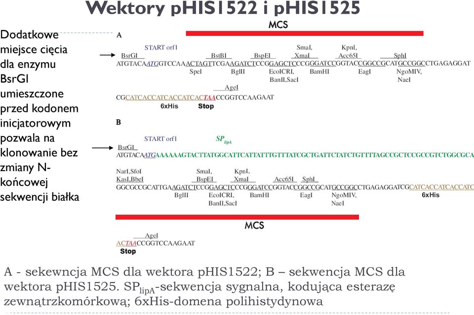 phis1525 A - sekewncja MCS dla wektora phis1522; B sekwencja MCS dla wektora phis1525.