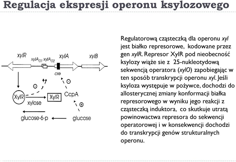xyl. Jeśli ksyloza występuje w pożywce, dochodzi do allosterycznej zmiany konformacji białka represorowego w wyniku jego reakcji z