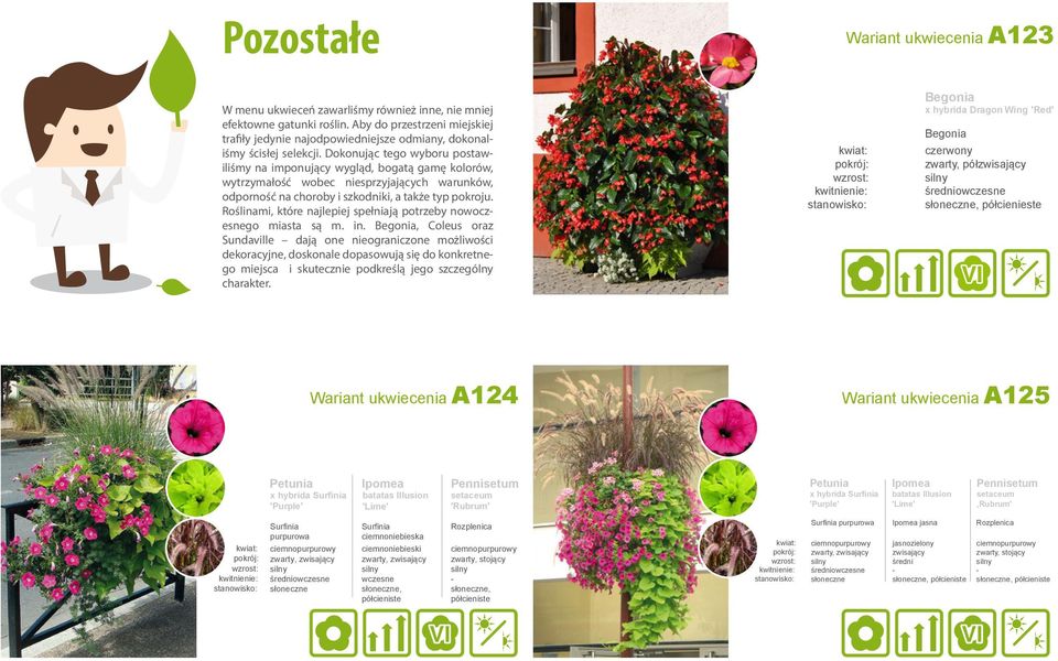 Dokonując tego wyboru postawiliśmy na imponujący wygląd, bogatą gamę kolorów, wytrzymałość wobec niesprzyjających warunków, odporność na choroby i szkodniki, a także typ pokroju.