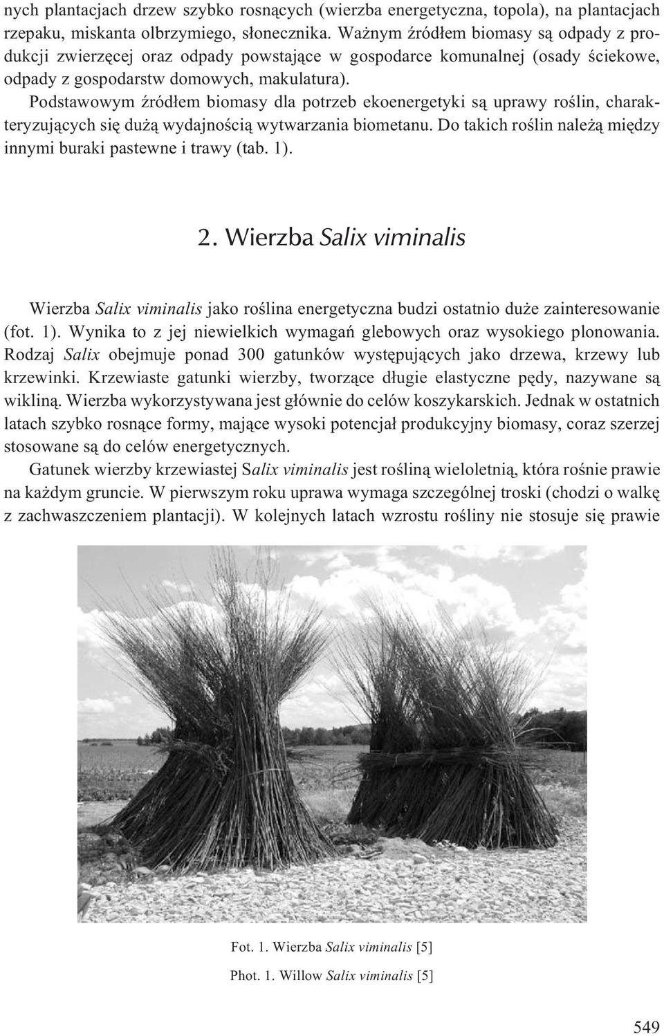 Podstawowym Ÿród³em biomasy dla potrzeb ekoenergetyki s¹ uprawy roœlin, charakteryzuj¹cych siê du ¹ wydajnoœci¹ wytwarzania biometanu.