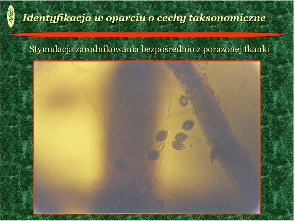 Stymulacja zarodnikowania
