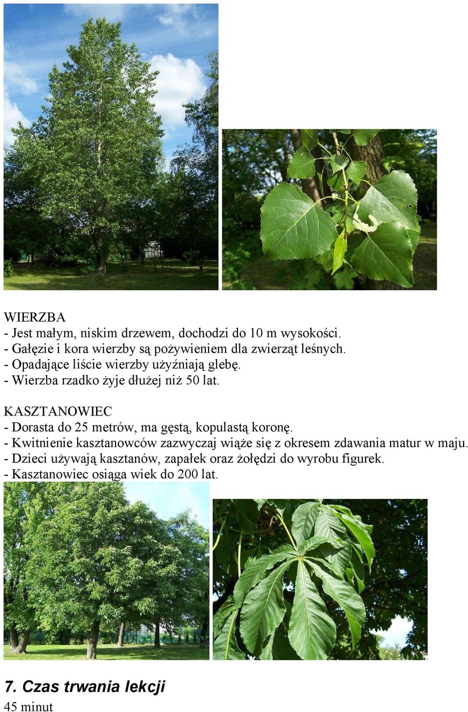 - Wierzba rzadko żyje dłużej niż 50 lat. KASZTANOWIEC - Dorasta do 25 metrów, ma gęstą, kopulastą koronę.