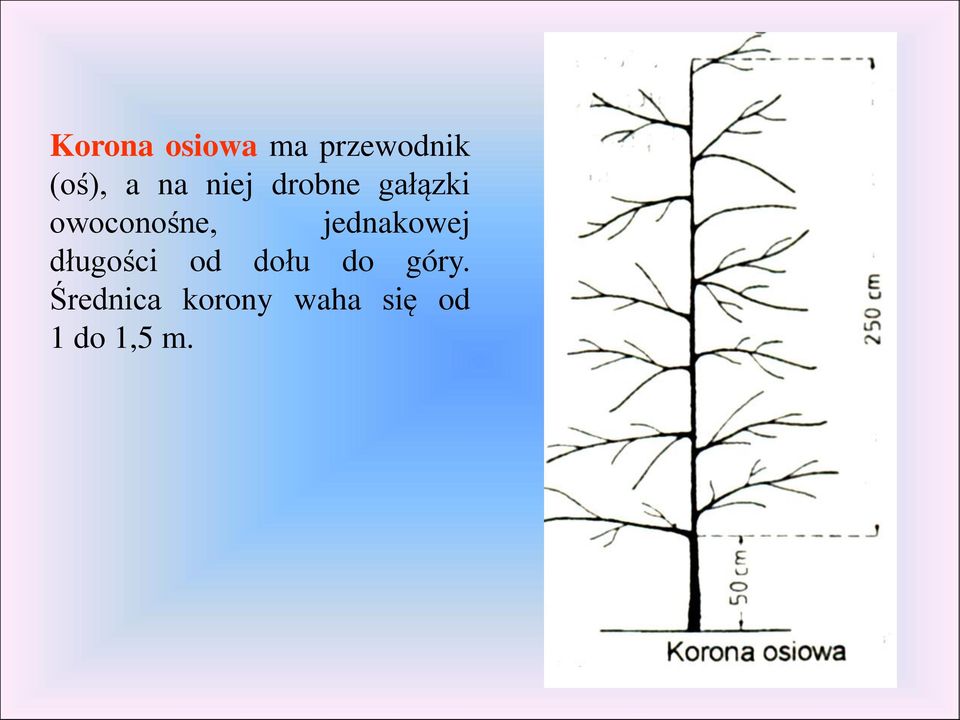 Cięcie drzew i krzewów owocowych. dr Rafał Rozwarski - PDF Free Download