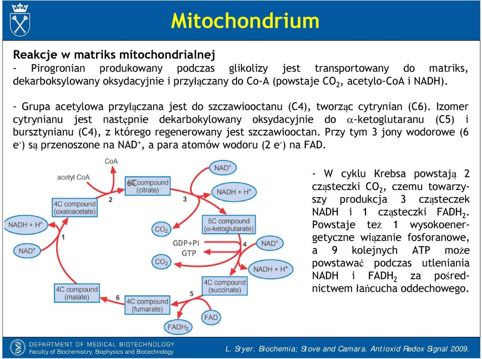 Izomer cytrynianu jest następnie dekarbokylowany oksydacyjnie do -ketoglutaranu (C5) i bursztynianu (C4), z którego regenerowany jest szczawiooctan.