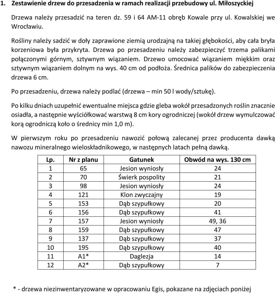 Drzewa po przesadzeniu należy zabezpieczyć trzema palikami połączonymi górnym, sztywnym wiązaniem. Drzewo umocować wiązaniem miękkim oraz sztywnym wiązaniem dolnym na wys. 40 cm od podłoża.