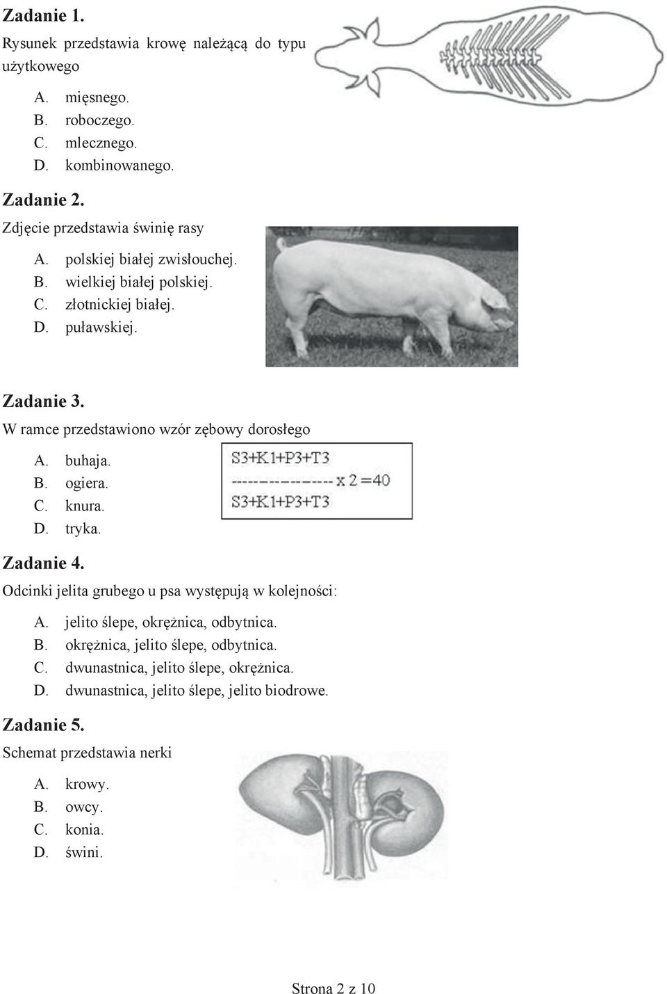 C. knura. D. tryka. Zadanie 4. Odcinki jelita grubego u psa występują w kolejności: A. jelito ślepe, okrężnica, odbytnica. B. okrężnica, jelito ślepe, odbytnica. C.