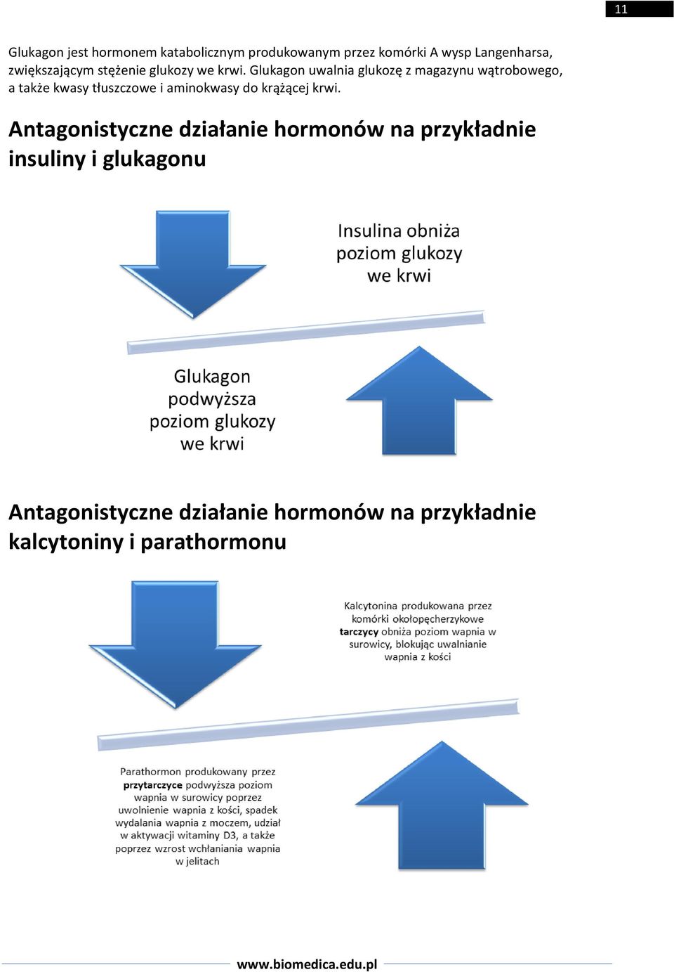 Glukagon uwalnia glukozę z magazynu wątrobowego, a także kwasy tłuszczowe i aminokwasy do