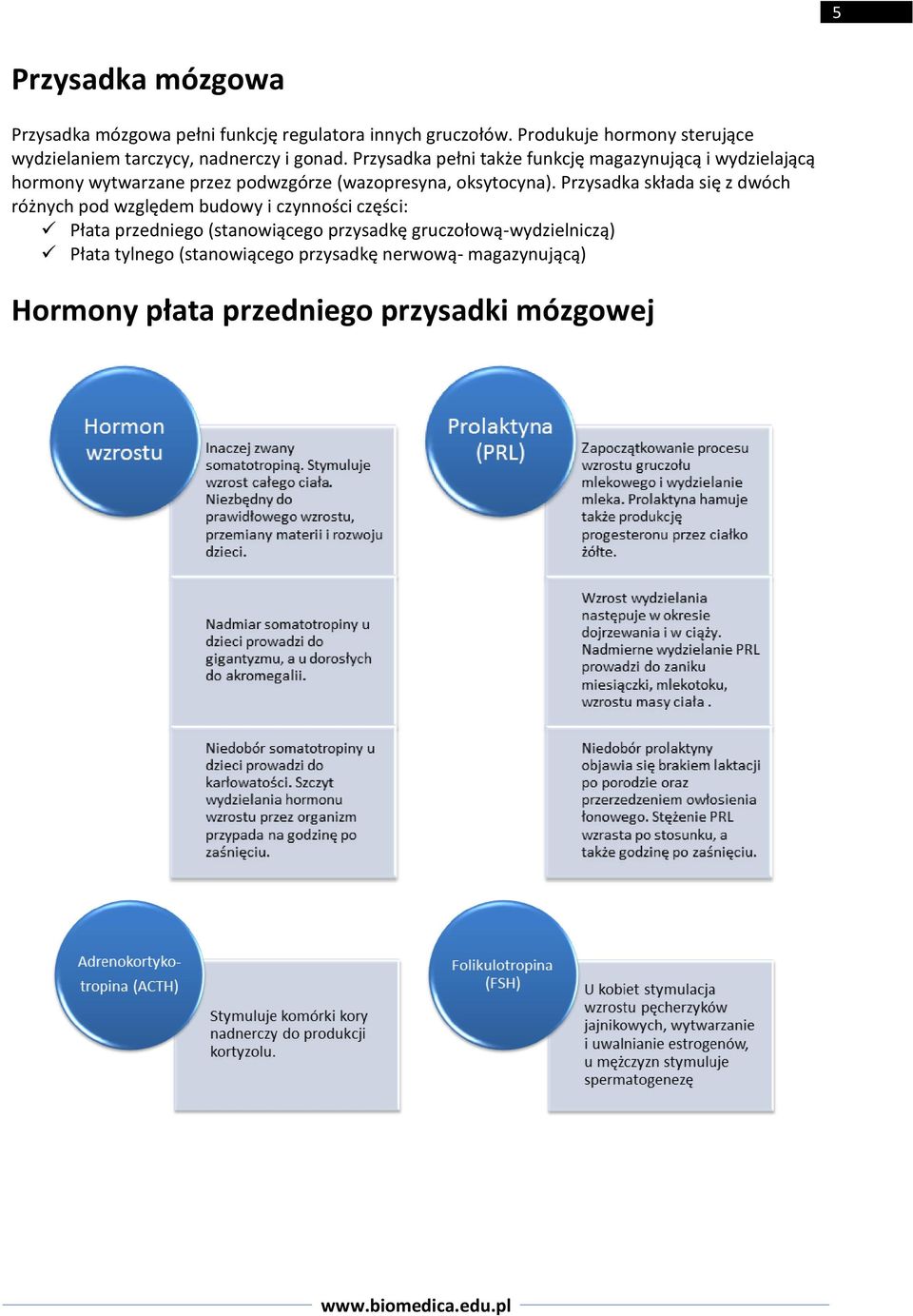Przysadka pełni także funkcję magazynującą i wydzielającą hormony wytwarzane przez podwzgórze (wazopresyna, oksytocyna).