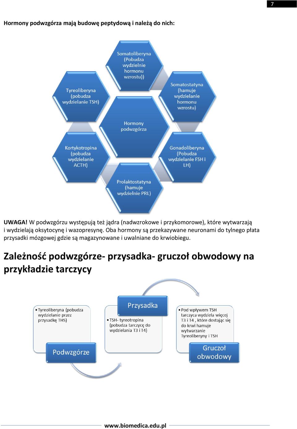 oksytocynę i wazopresynę.