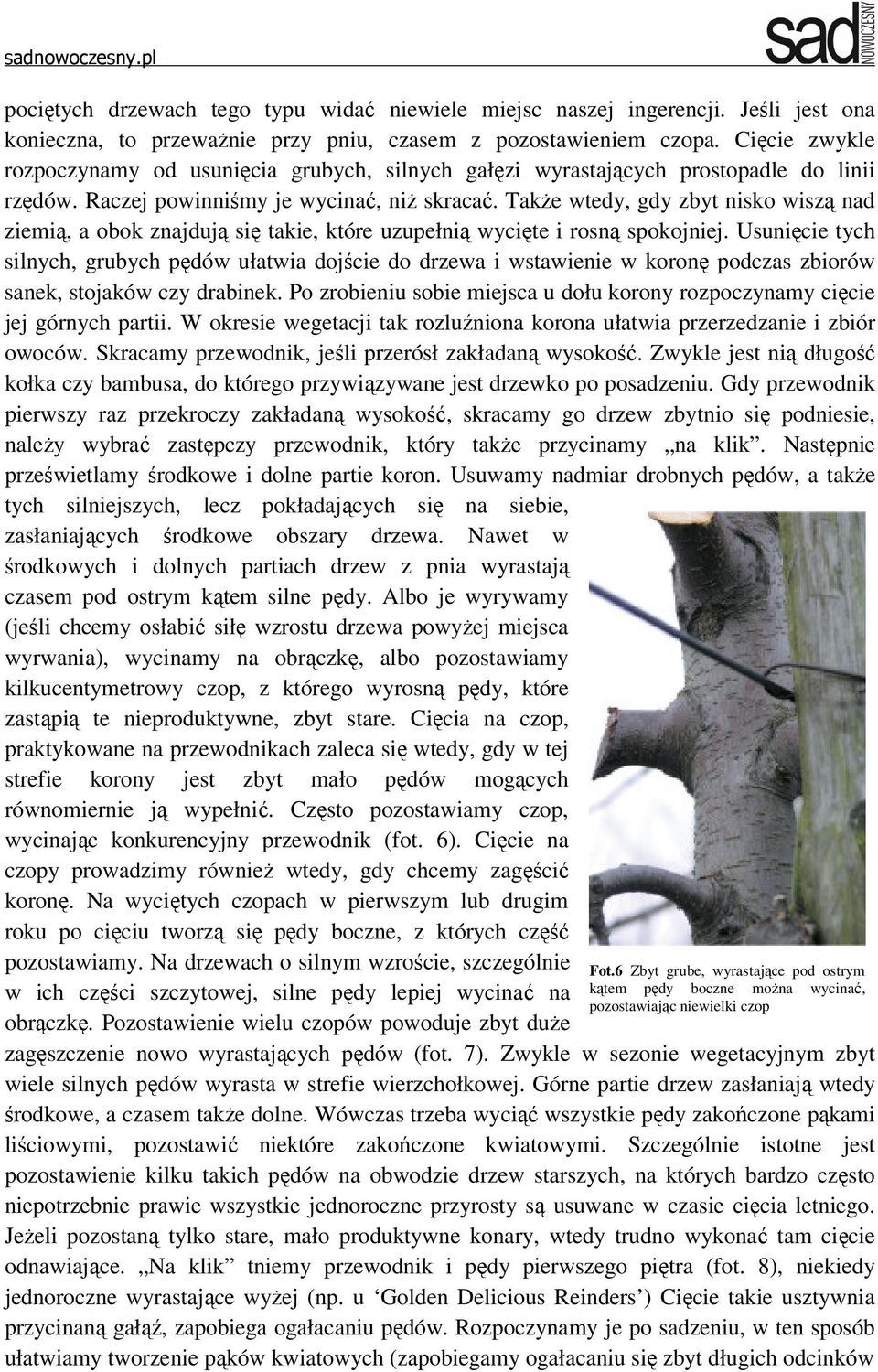 Także wtedy, gdy zbyt nisko wiszą nad ziemią, a obok znajdują się takie, które uzupełnią wycięte i rosną spokojniej.