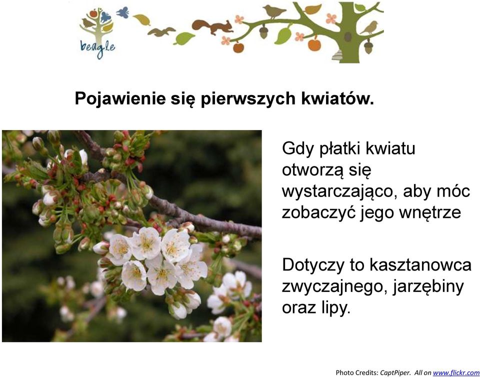 zobaczyć jego wnętrze Dotyczy to kasztanowca