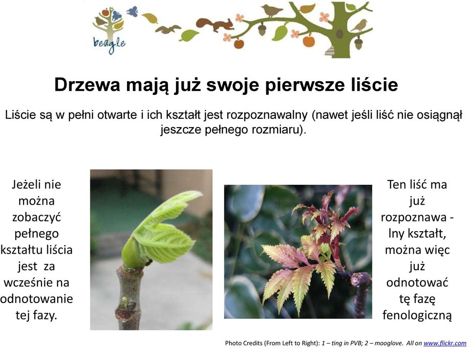 Jeżeli nie można zobaczyd pełnego kształtu liścia jest za wcześnie na odnotowanie tej fazy.